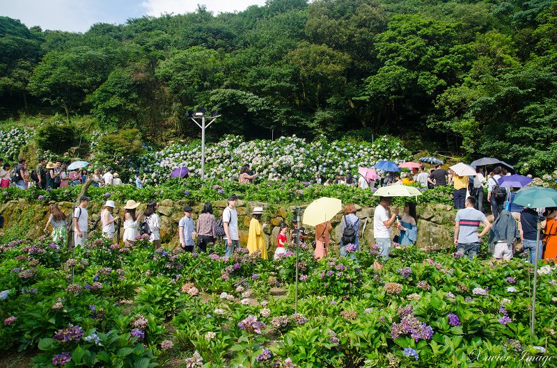 陽明山_水車寮_高家繡球花田 5