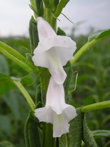 DSCN6398.jpg
