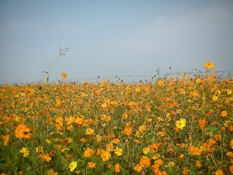DSCN7271.jpg