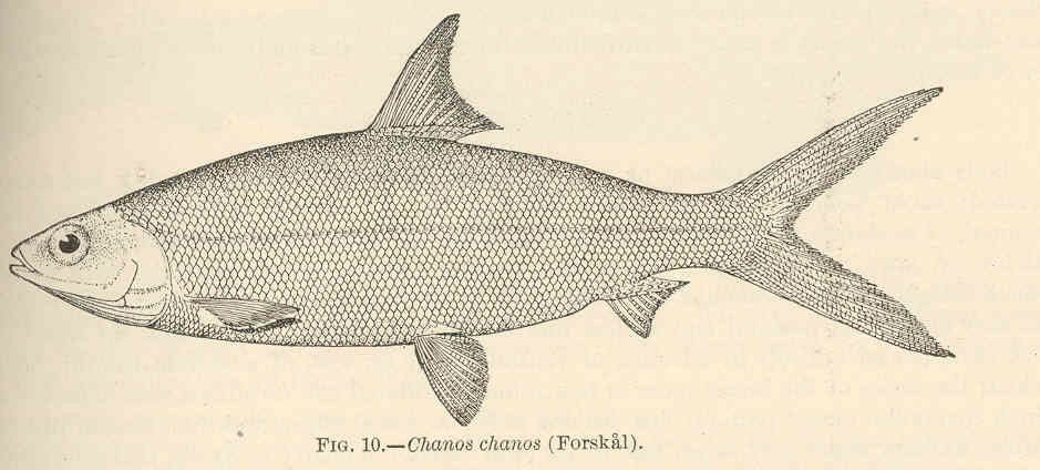 FMIB 42369 Chanos chanos (Forskai)(圖片引自維基共享資源).jpg