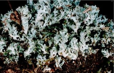 Cladonia caespiticia(引用自維基共享資源).jpg