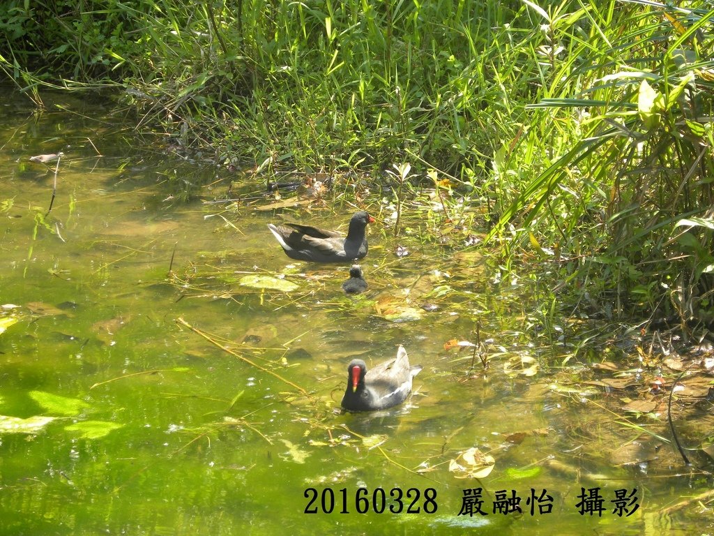 紅冠水雞一家.jpg