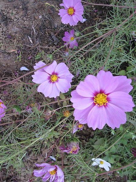 波斯菊003.jpg