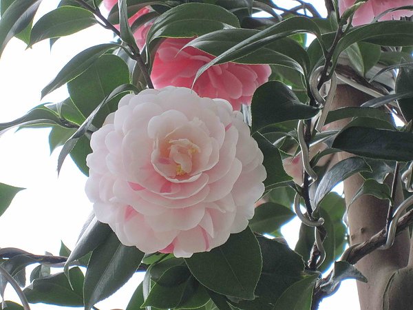 茶花007.jpg