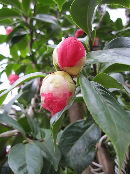 茶花009.jpg