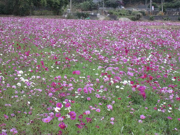 波斯菊004.jpg