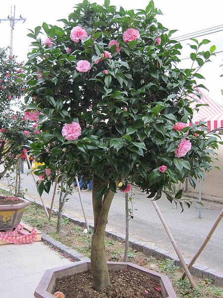 茶花003.jpg
