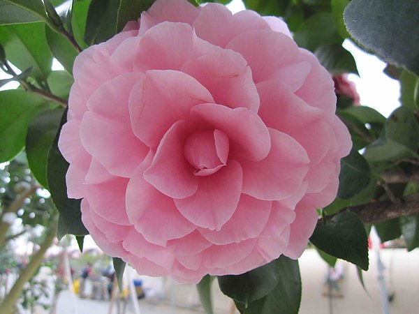 茶花001.jpg