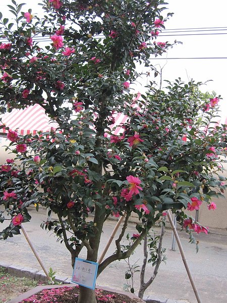 茶花004.jpg