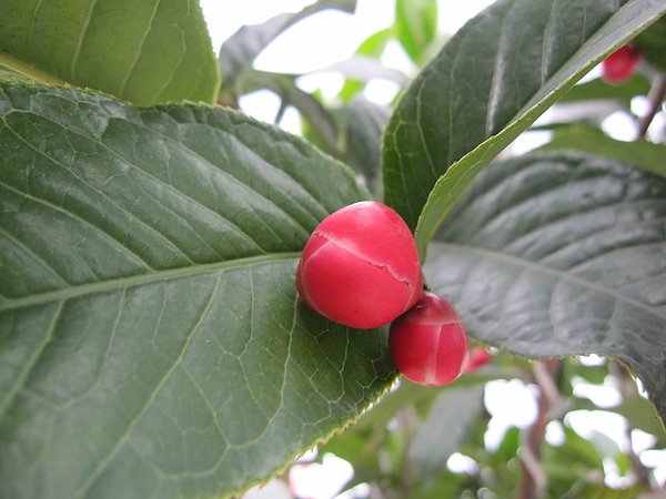 茶花002.jpg