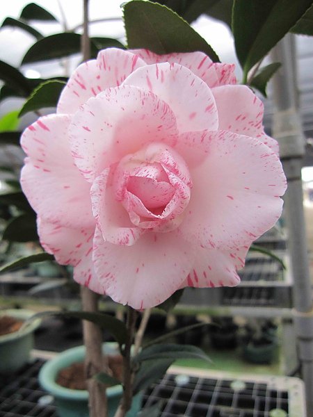 茶花008.jpg