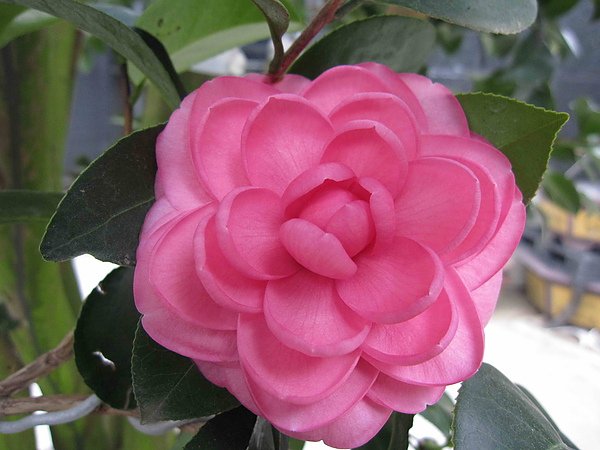 茶花006.jpg