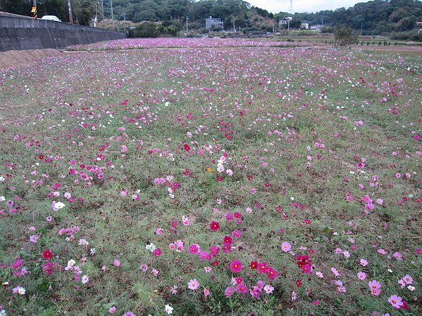 波斯菊001.jpg