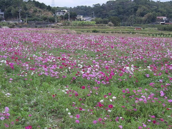波斯菊002.jpg