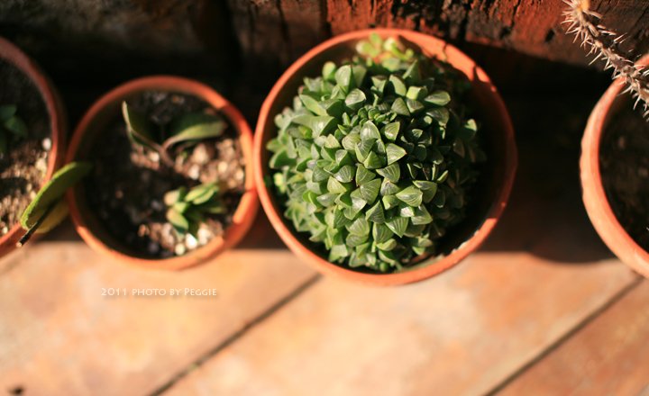 20110207_08.jpg