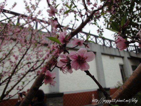 DSC02390.JPG