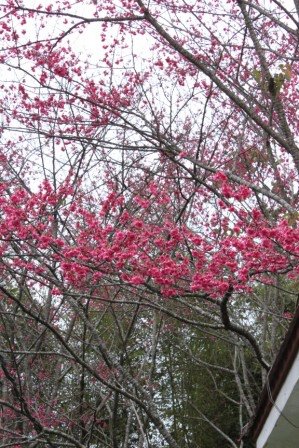 很美的櫻花.jpg