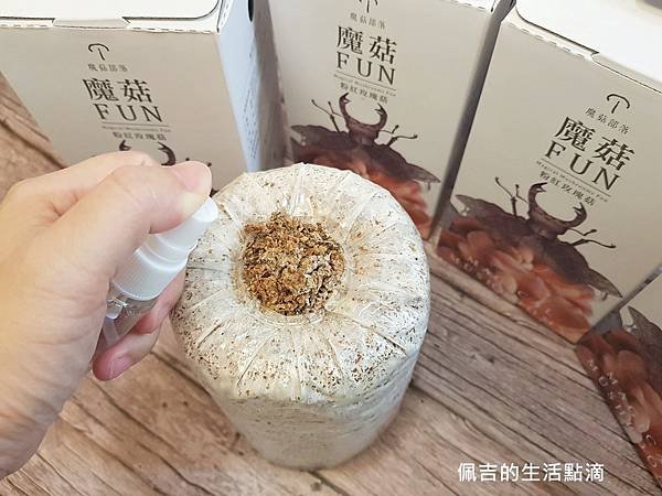 粉紅玫瑰菇10.jpg