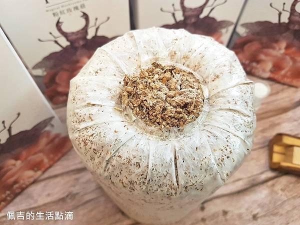 粉紅玫瑰菇9.jpg