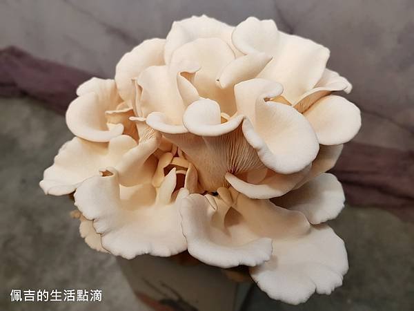 粉紅玫瑰菇-第六天2.jpg