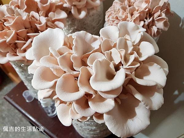 粉紅玫瑰菇-第五天1.jpg