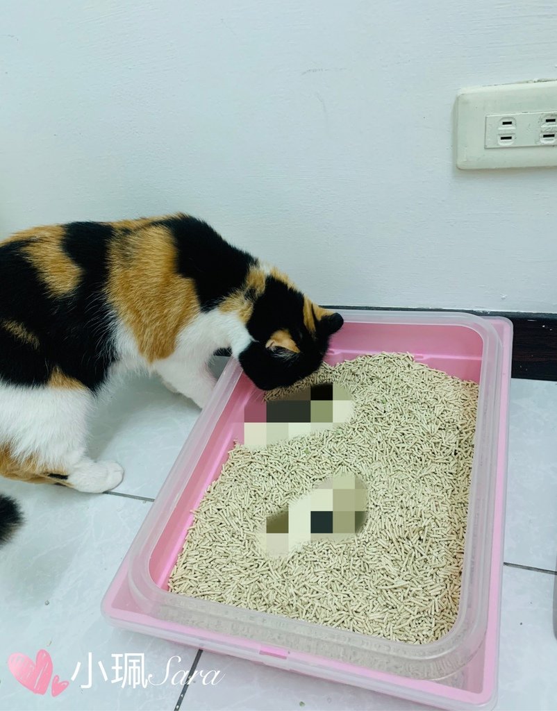 小怪獸豆腐砂_201229_9.jpg