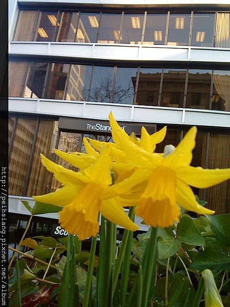 Flowering plants.