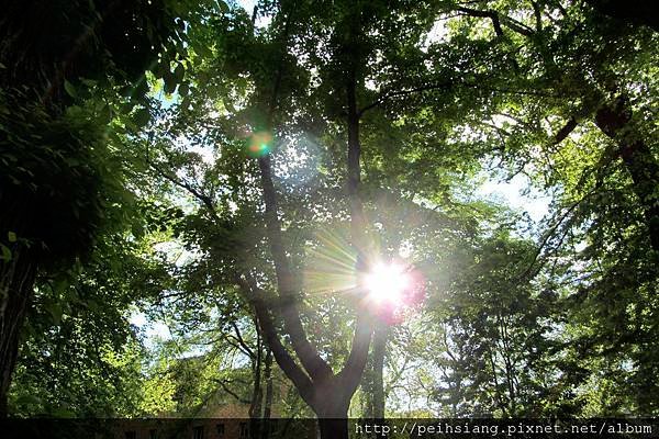 Sunshine behind the tree.