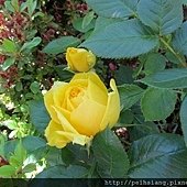 Yellow Rose