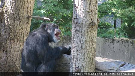 chimpanzee