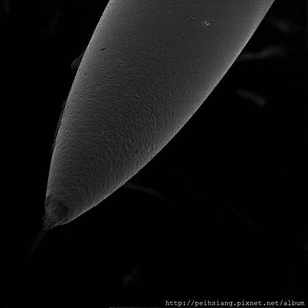 SEM images of coated fiber