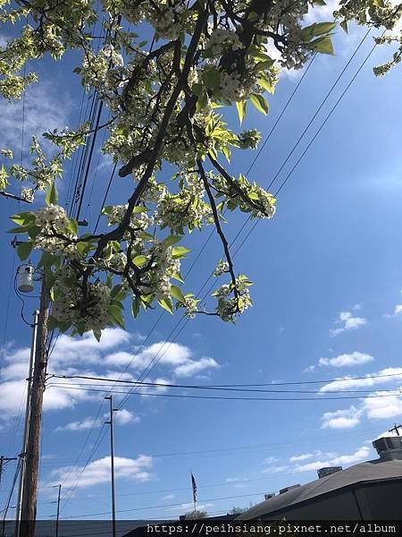 spring flower blooms