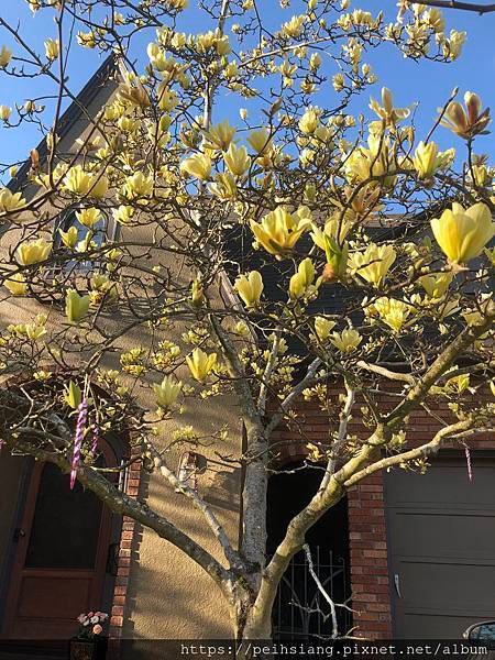 spring flower blooms