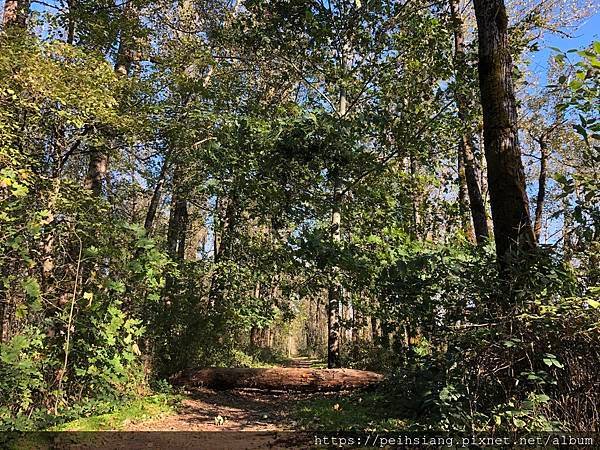 A trail in Sandy River Delta