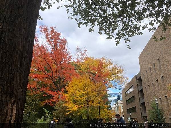 Autumn leaves color