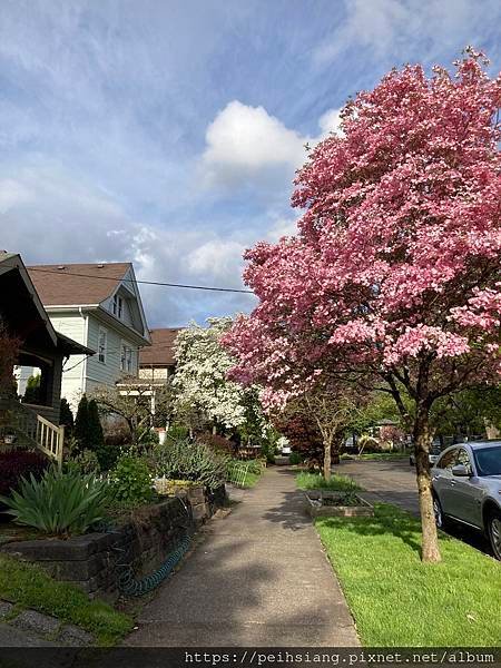 Pink and white dogwood