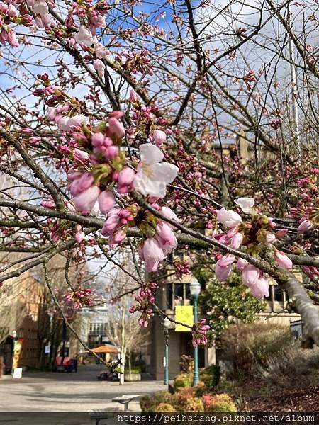 2023 Cherry Blossom  on campus