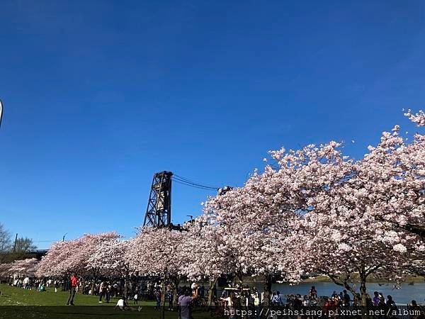 Cherry Blossoms at Tom McCall 