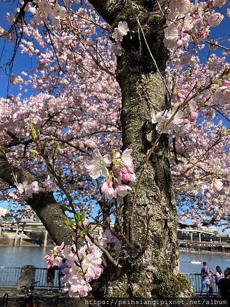 Cherry Blossoms at Tom McCall 