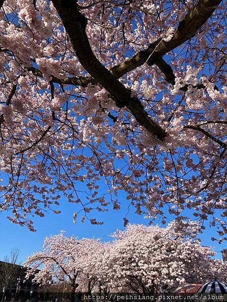 Cherry Blossoms at Tom McCall 