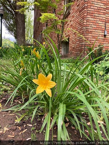 April Showers Bring May Flower