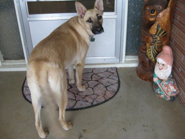 Lucky in front of the door.JPG