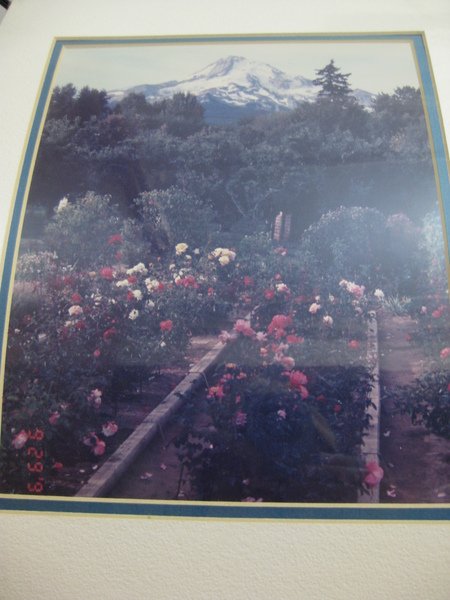 MT Hood n Rose.JPG