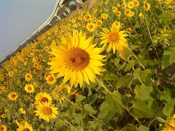 SUNFLOWER