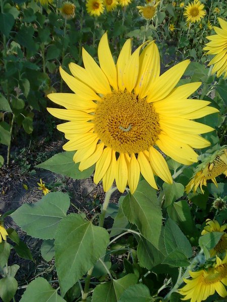 smile sunflower