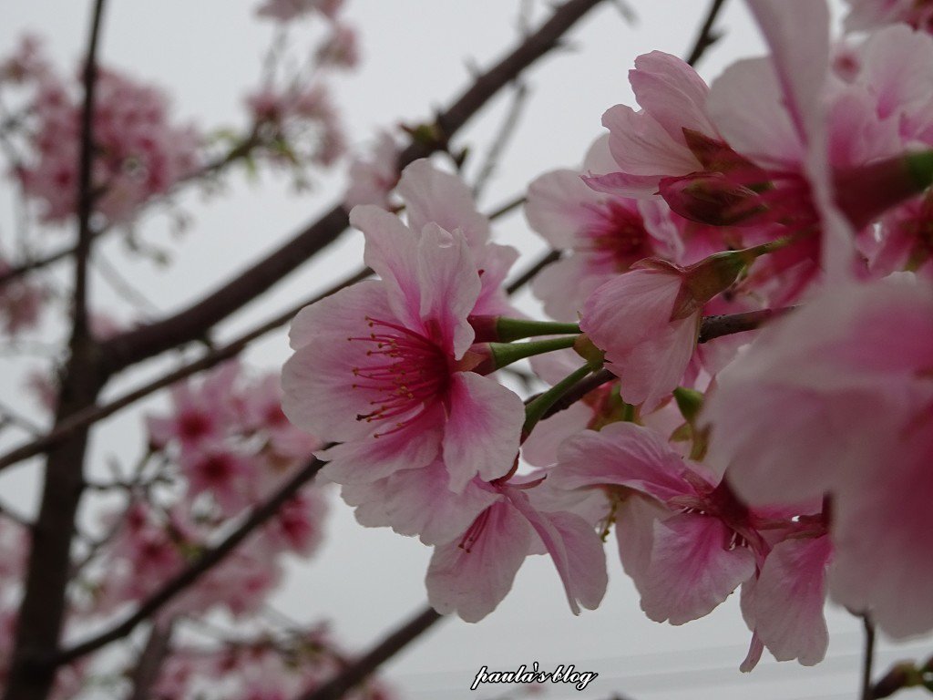 DSC04437.JPG
