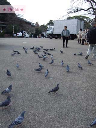 円山公園廣場有一大群鴿子等待觀光客的餵食。