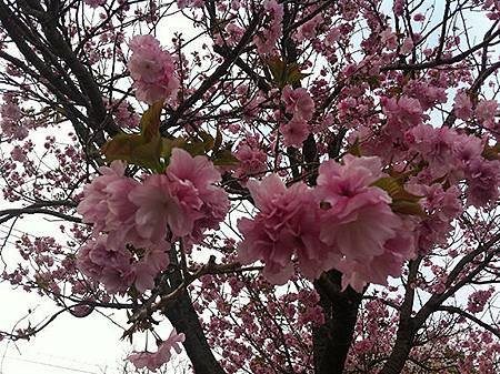 舞鶴公園
