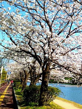 舞鶴公園