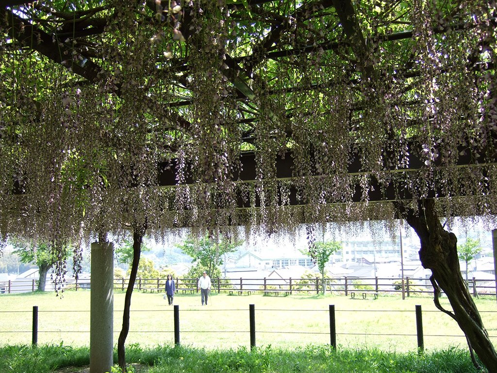 紫色的漂亮・5月北九州藤花盛開的河內藤園